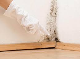 Best Crawl Space Mold Remediation  in USA